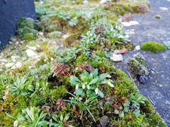 Draba verna
