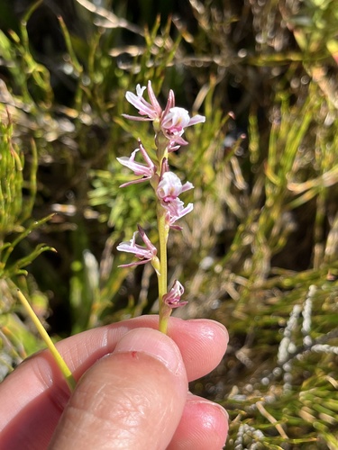 Prasophyllum suttonii, 2026-02-21