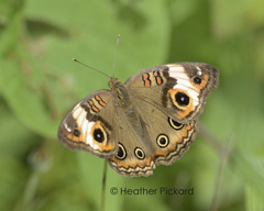 Junonia neildi