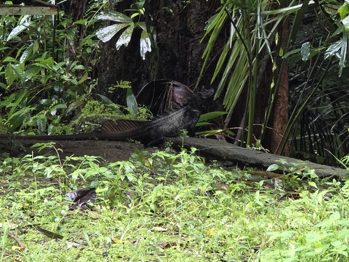 Hydrosaurus microlophus