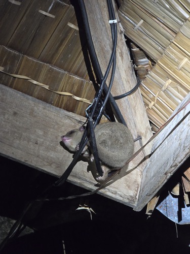 Strigocuscus celebensis