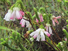 Erica pectinifolia