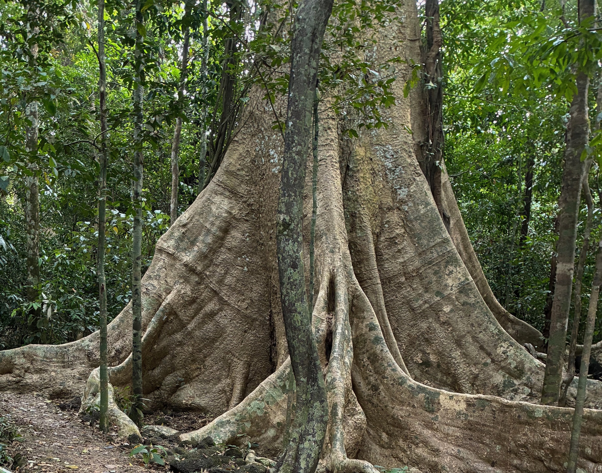 Tetrameles nudiflora — ảnh 2