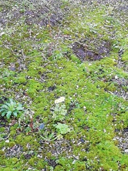 Tanacetum parthenium