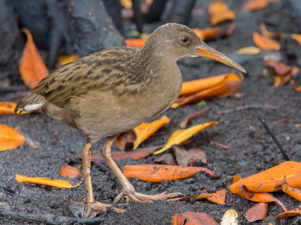 Plain-flanked Rail photo