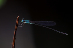 Indolestes vitiensis