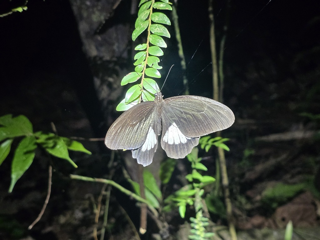 Ambrax Butterfly (Papilio ambrax)