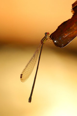 Nesobasis rufostigma