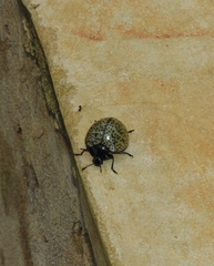 Aegithus burmeisteri