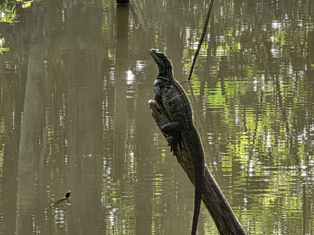 (Amboina) Sailfin Lizard (Hydrosaurus amboinensis)