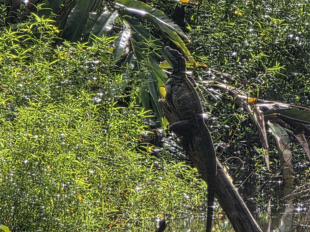 (Amboina) Sailfin Lizard (Hydrosaurus amboinensis)