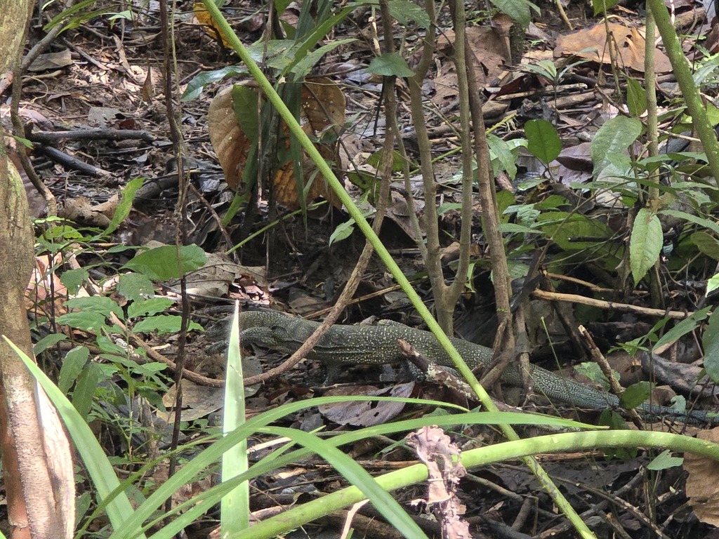 Peach-throated Monitor (Varanus jobiensis)