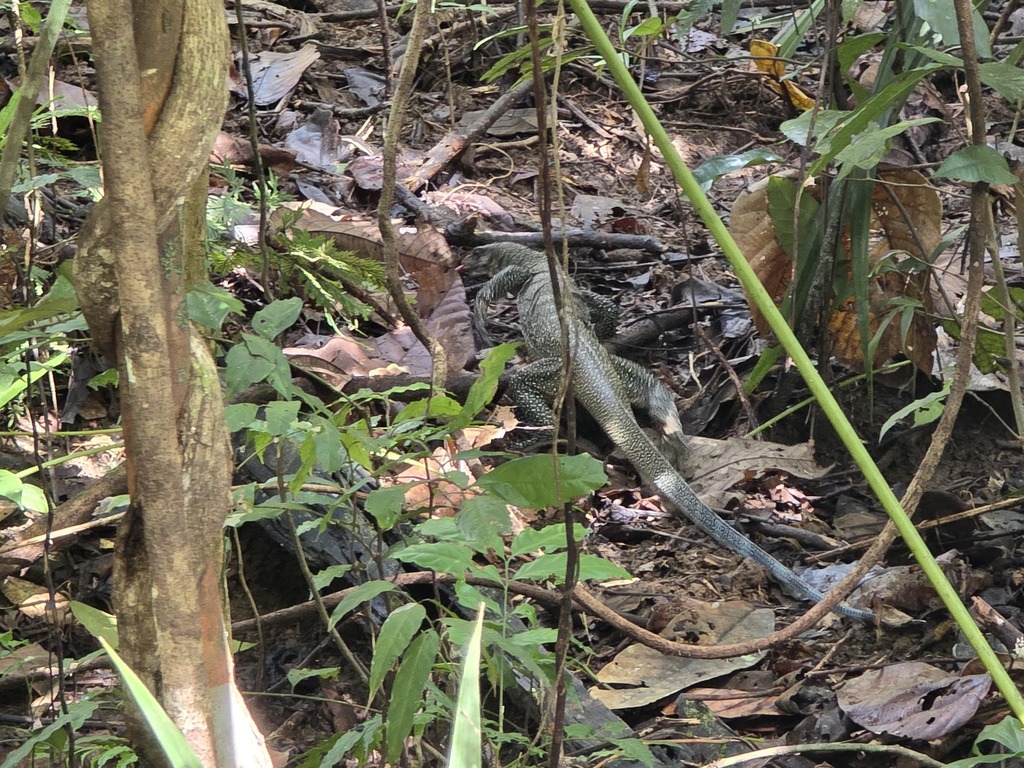 Peach Throat Monitor (Varanus jobiensis)