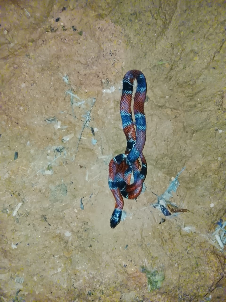 False Coral Snake photo 4