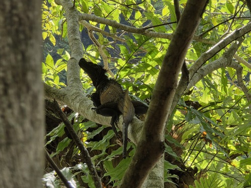 Hydrosaurus celebensis