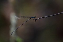 Nesobasis selysi