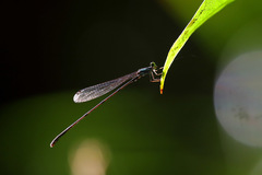 Nesobasis selysi