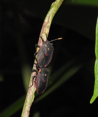 Dinidor impicticollis