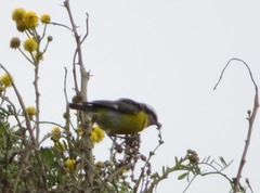 Coereba flaveola