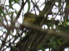 Geothlypis auricularis auricularis