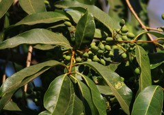 Olea dioica