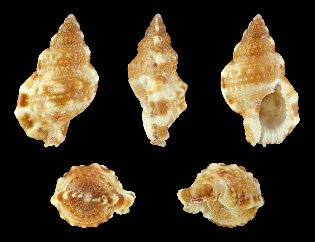Granular Frogsnail