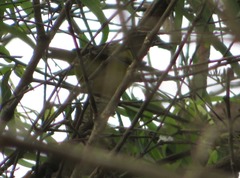 Geothlypis auricularis auricularis