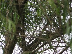 Geothlypis auricularis auricularis