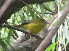 Geothlypis auricularis auricularis