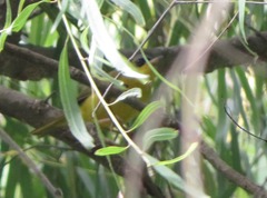 Geothlypis auricularis auricularis