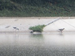 Himantopus mexicanus