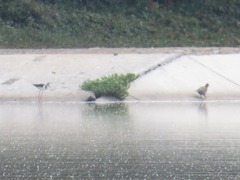 Himantopus mexicanus