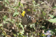 Ideopsis