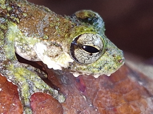 Litoria nigropunctata observed 2026-02-21
