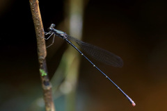 Melanesobasis corniculata