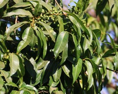 Olea dioica