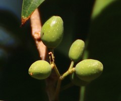 Olea dioica