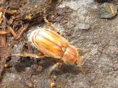 Ceraspis