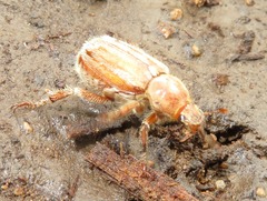 Ceraspis