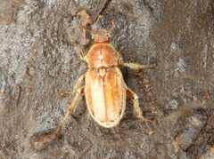 Ceraspis
