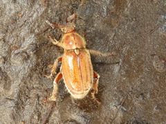 Ceraspis