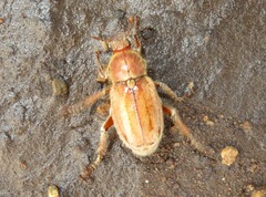 Ceraspis