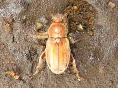 Ceraspis