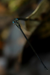 Melanesobasis corniculata