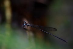 Melanesobasis corniculata