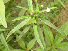 Eclipta prostrata