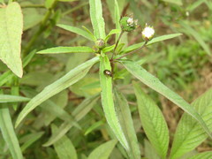 Eclipta prostrata