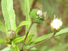 Eclipta prostrata