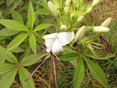 Cleome spinosa