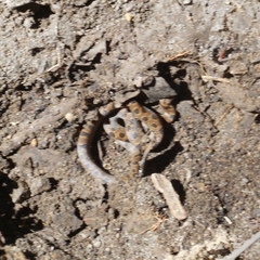 Leptodeira polysticta